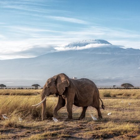 african-elephant-walking-past-mount-kilimanjaro-2024-09-19-15-05-51-utc
