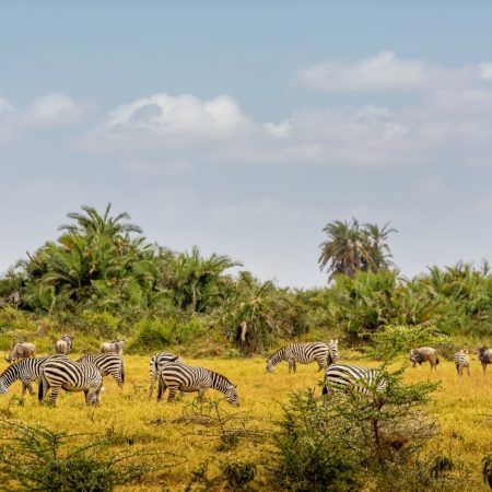 african-safari-animals-in-amboseli-national-park-2024-09-20-23-41-11-utc