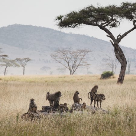 animals-in-the-wild-group-of-baboons-in-the-sere-2024-12-05-10-26-25-utc
