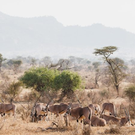 animals-in-the-wild-large-herd-of-oryxes-in-samb-2024-11-27-17-42-11-utc