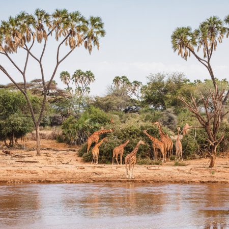 animals-in-the-wild-reticulated-giraffes-sambu-2024-11-29-08-33-57-utc