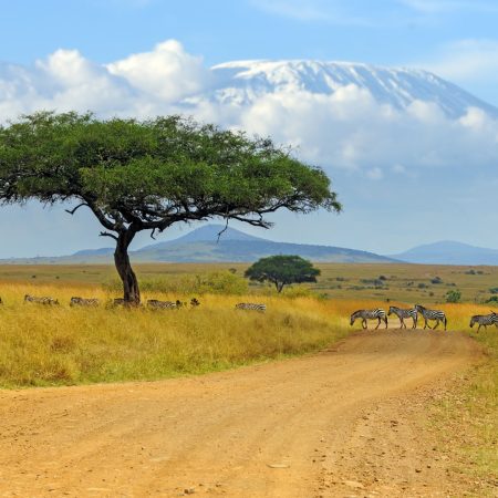 beautiful-landscape-with-acacia-tree-in-african-sa-2025-03-26-01-48-38-utc