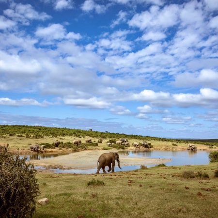 beautiful-skies-with-elephant-in-foreground-2024-11-25-16-57-30-utc