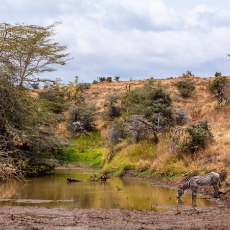 beautiful-zebra-drinking-water-from-a-pond-in-the-2025-02-03-14-02-12-utc
