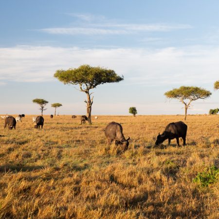 buffalo-bulls-grazing-in-savannah-at-africa-2024-09-27-16-24-55-utc