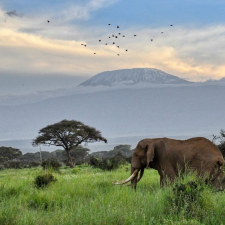 bull-elephant-walking-africa-with-mount-kilimanjar-2024-10-16-17-03-06-utc