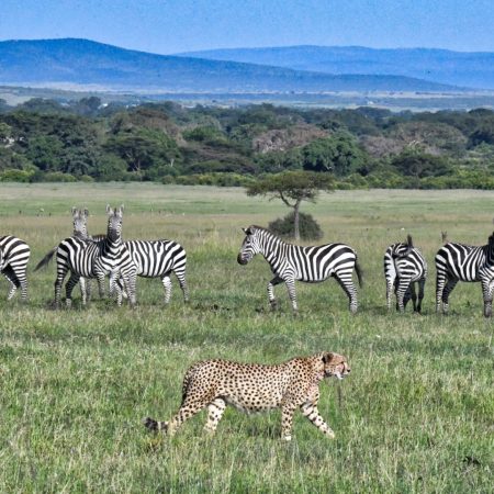 cheetah-walking-past-a-group-of-zebras-while-they-2024-10-18-07-38-29-utc