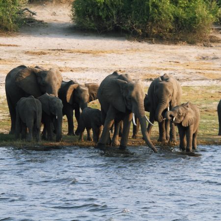 elephants-family-in-chobe-riverfront-2025-03-10-02-15-16-utc