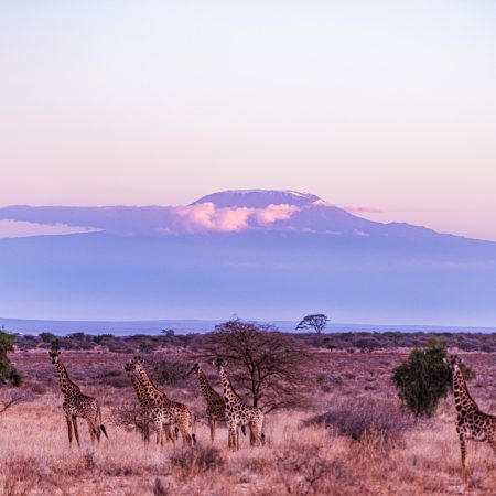 giraffe-wild-wildlife-animals-hoofed-mammal-talles-2024-10-18-15-02-41-utc