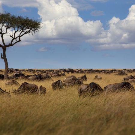 group-of-buffalos-in-masai-mara-kenya-2025-02-09-18-12-09-utc