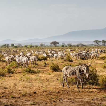 group-of-grevy-s-zebras-in-samburu-national-reserv-2024-11-27-20-13-35-utc