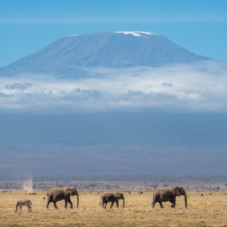 group-of-majestic-elephants-strolling-gracefully-a-2025-02-09-18-08-08-utc