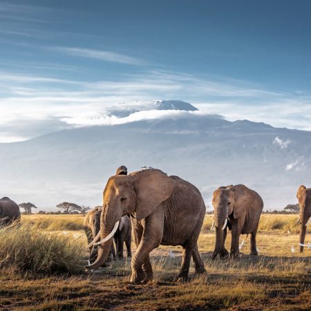 herd-of-african-elephants-in-front-of-kilimanjaro-2024-09-21-04-57-09-utc
