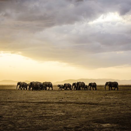 herd-of-elephants-in-savanna-landscape-2025-04-05-03-29-41-utc