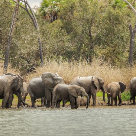 herd-of-elephants-in-the-safari-of-tanzania-selou-2025-02-11-21-24-35-utc
