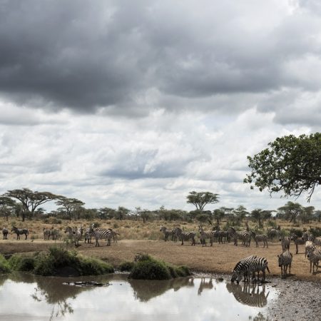 herd-of-zebras-resting-by-a-river-serengeti-tanz-2024-09-27-02-42-41-utc