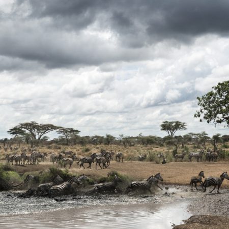 herd-of-zebras-resting-by-a-river-serengeti-tanz-2024-09-27-11-22-59-utc