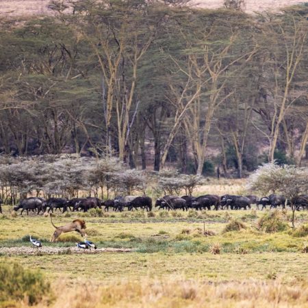kenya-africa-scene-with-lion-and-buffalo-2024-09-23-02-51-58-utc