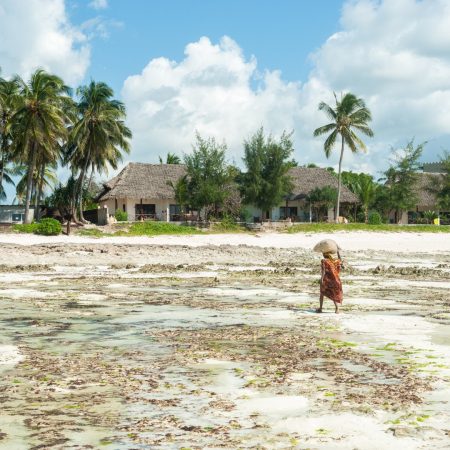 local-woman-collects-algae-in-the-ocean-2025-01-09-08-01-41-utc