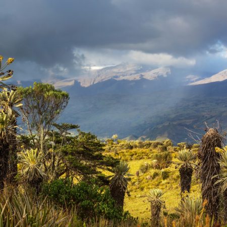 plants-in-colombia-2025-01-09-04-31-35-utc
