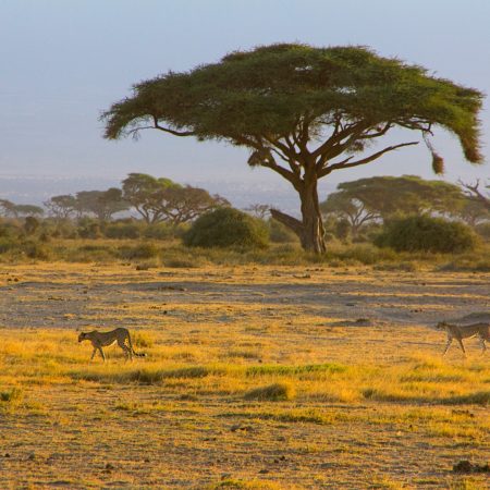 two-cheetahs-walking-through-the-african-savannah-2024-11-26-10-59-23-utc